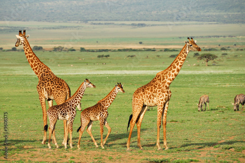 Giraffes herd with foals
