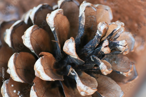 Close up of pine cone