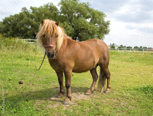 pony