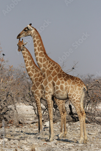 Zwei Giraffen im Etosha-Nationalpark, Namibia