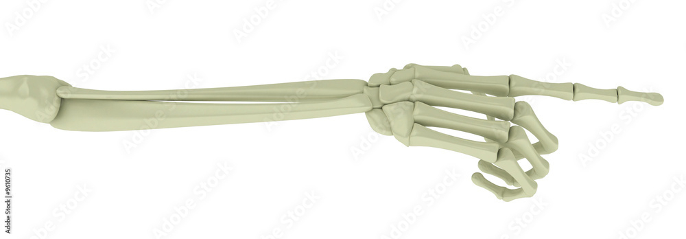 Obraz premium Skeleton Arm, Pointing