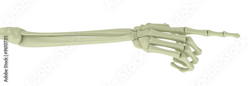 Skeleton Arm, Pointing