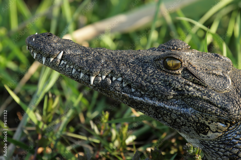 Fototapeta premium Krokodil im Okavango Delta, Botswana