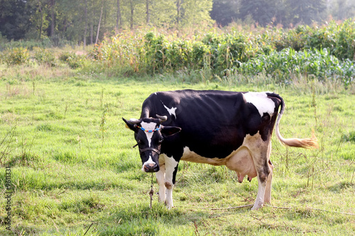 Cow on green field photo