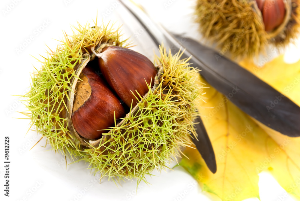 ess kastanien - freigestellt mit blatt und vogel-feder ess kastanien - freigestellt mit blatt und vogel-feder
