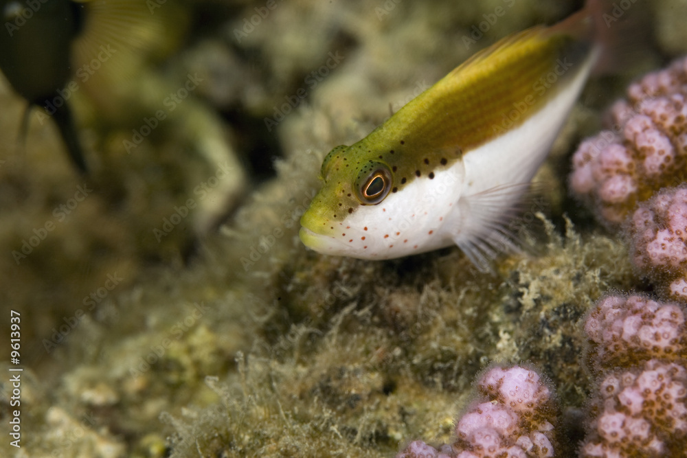 Freckled hawkfish (paracirrhites forsteri) Freckled hawkfish (paracirrhites forsteri)