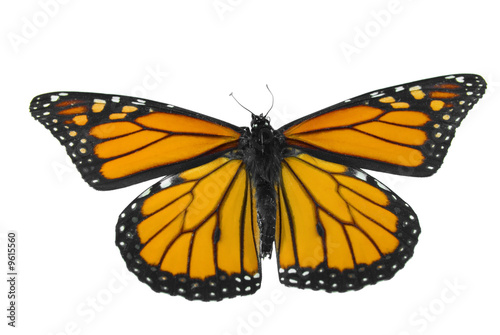 Monarch butterfly isolated on a white background