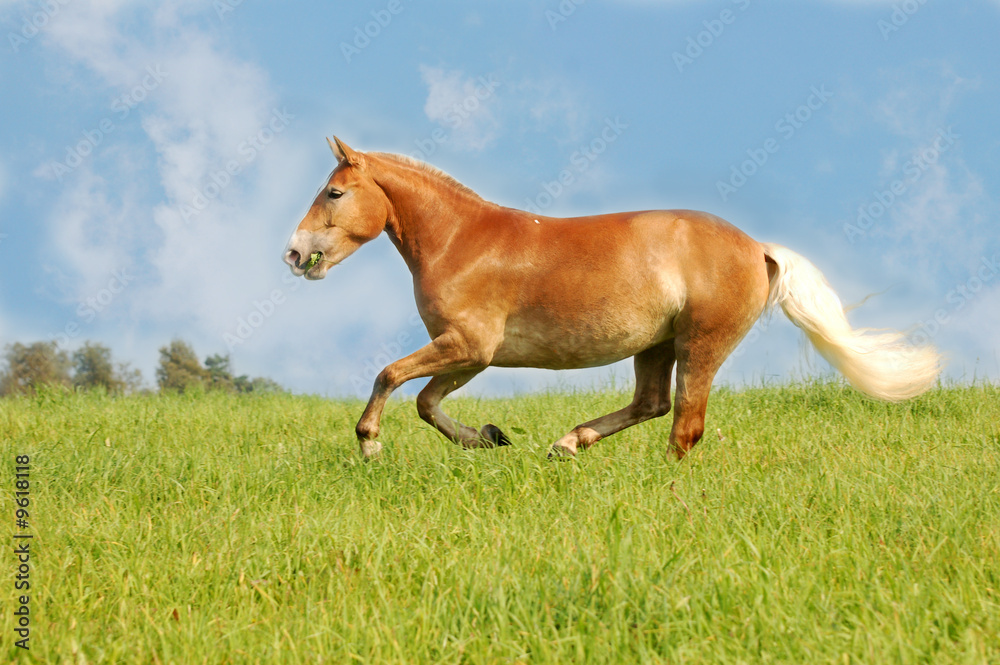 beautiful horse galloping through the field beautiful horse galloping through the field