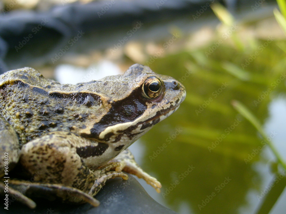 Obraz premium Froschteich