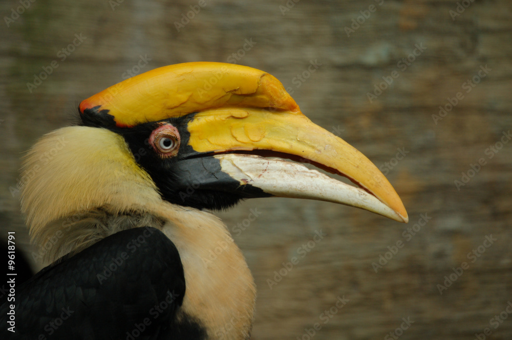 Fototapeta premium tropical bird
