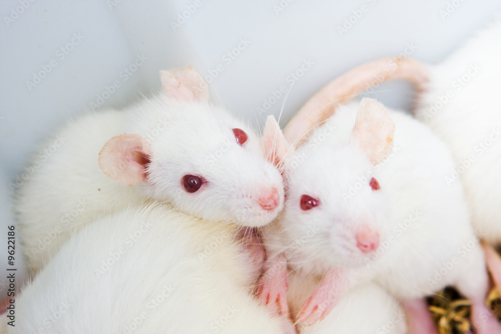 White rats in the lab ready to experiments White rats in the lab ready to experiments