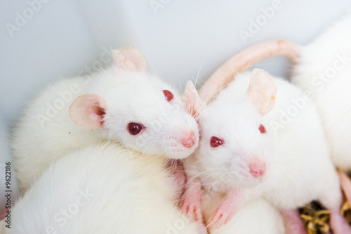 White rats in the lab ready to experiments