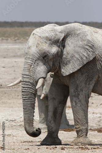 Elefant im Etosha-Nationalpark  Namibia