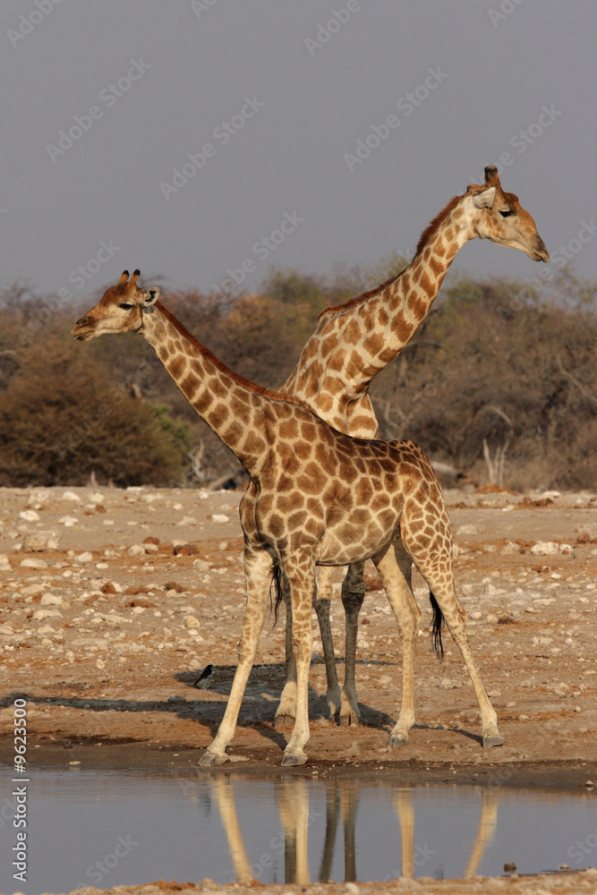 Fototapeta premium Giraffen am Wasserloch im Etosha Nationalpark, Namibia