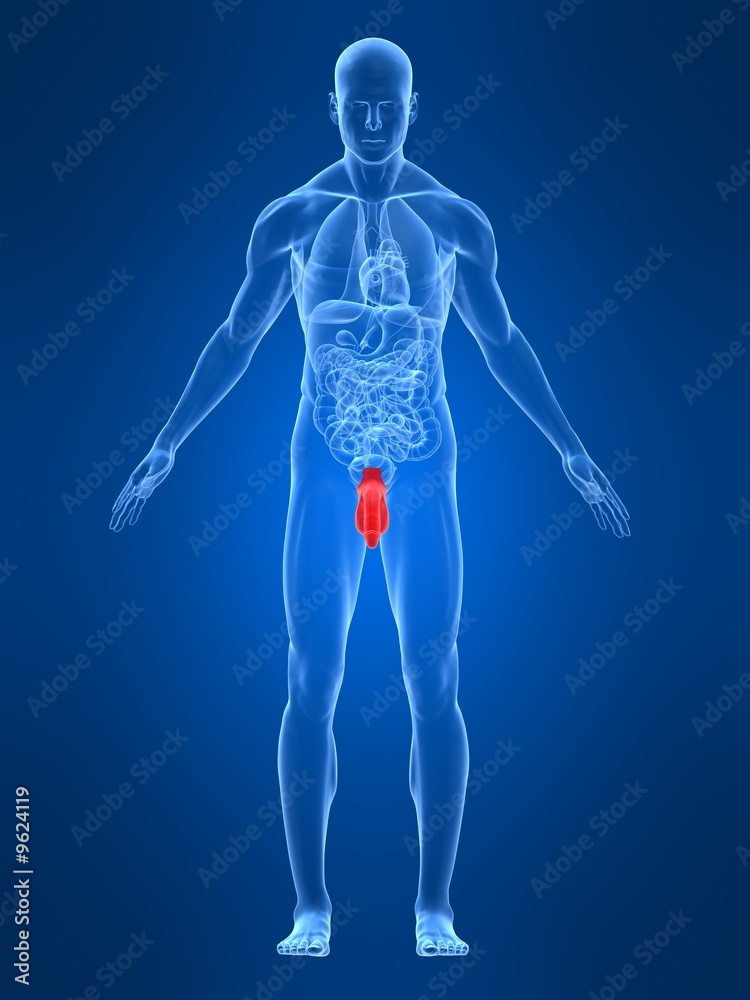 anatomie mit markiertem penis anatomie mit markiertem penis
