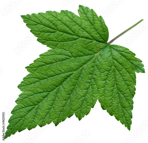 XXL Leaf of Black Currant