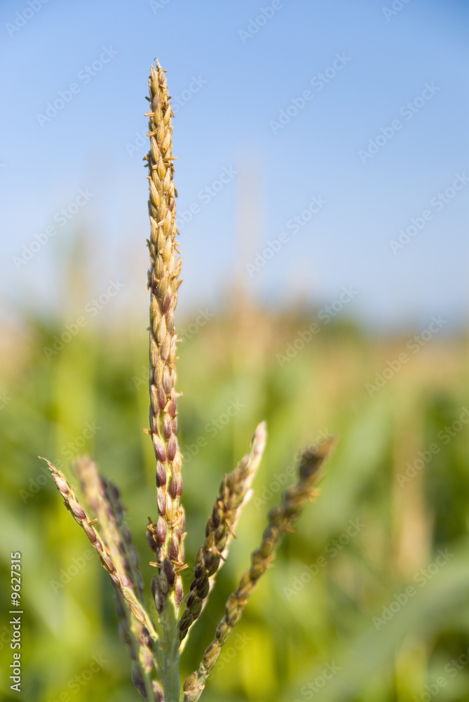 Close up of corn plant in a field