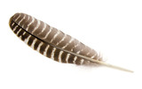 Bird Wing Feather