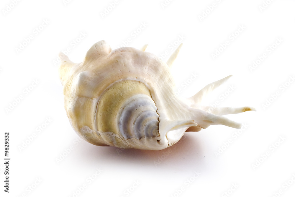 Naklejka premium Isolated symmetry sea shell on white background