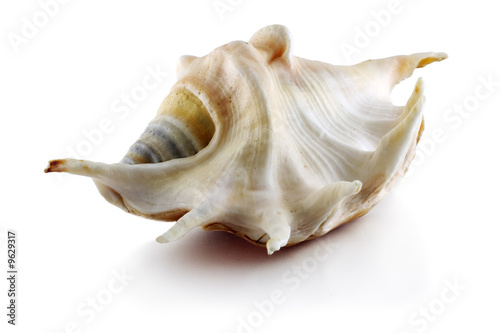 Isolated symmetry sea shell on white background