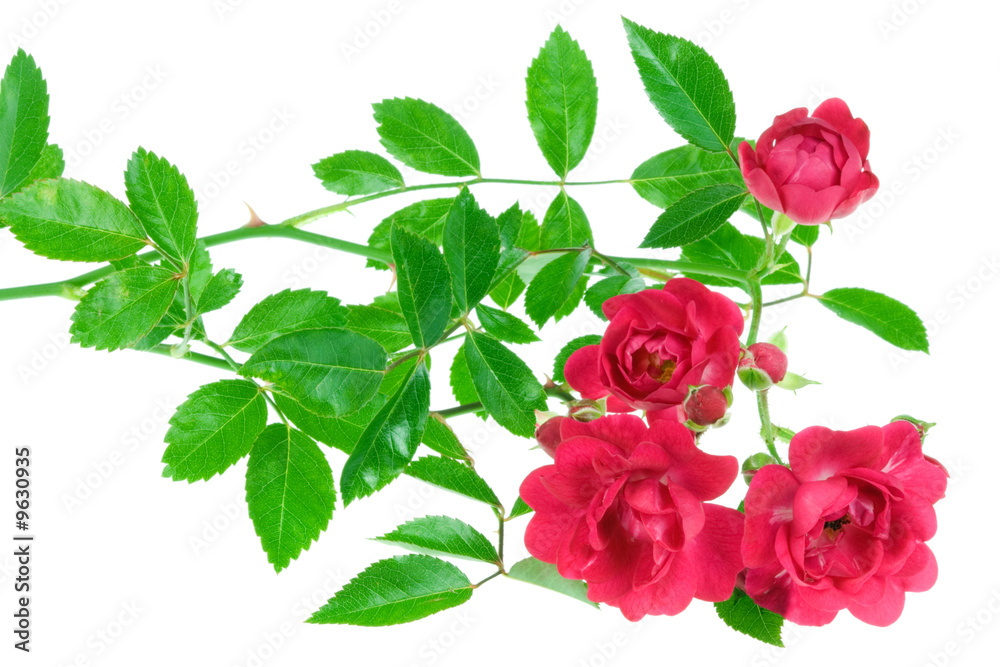 Red rose isolated on a white background. Red rose isolated on a white background.