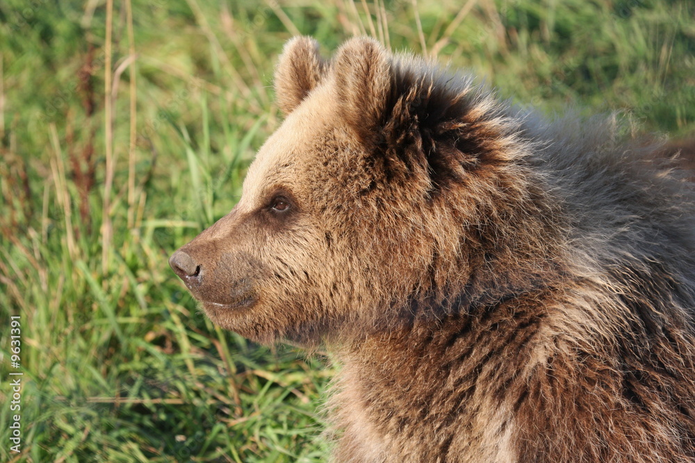 Obraz premium Jungbäer