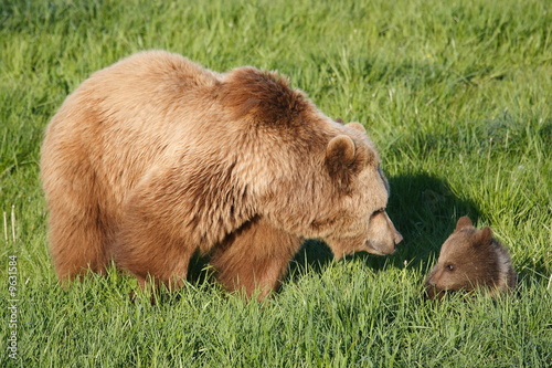 Bärin mit Jungbär