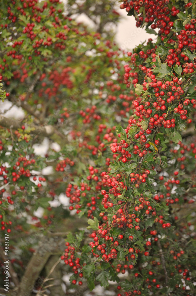 Obraz premium winter berries