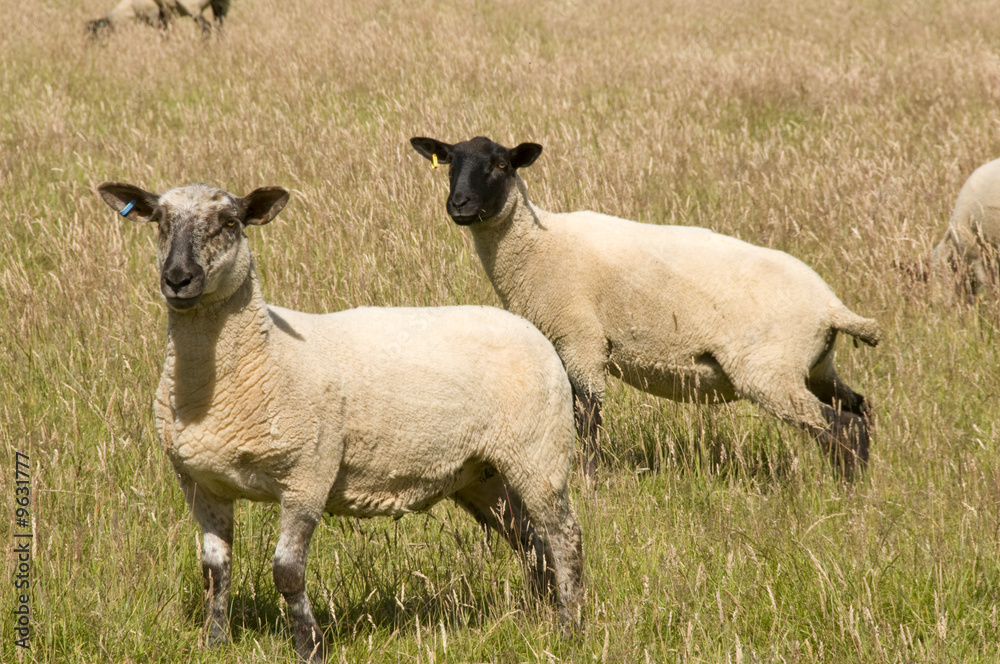 Two sheep grazing in the long grass Two sheep grazing in the long grass