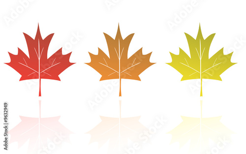 Maple leaves autumn colors