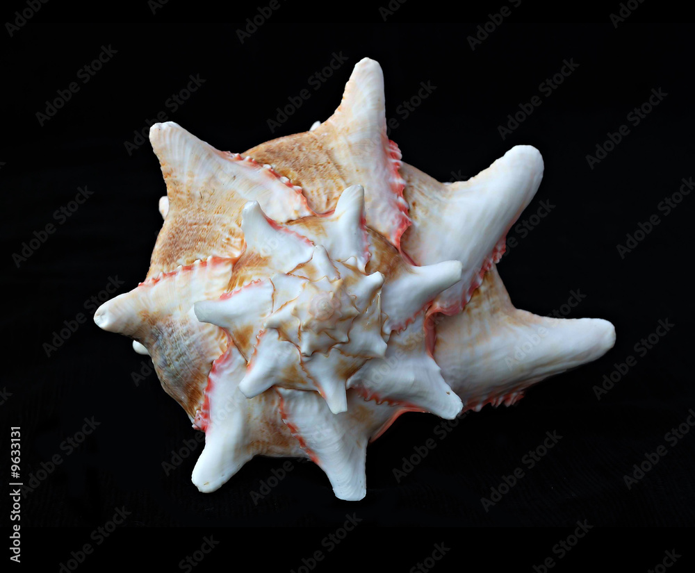 A white seashell with black stripes A white seashell with black stripes