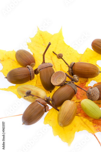 Cropped picture of a set of acorns (XXL) photo