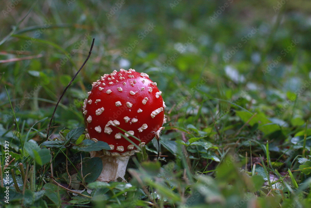amanite tue-mouches - champignons des pyrenees