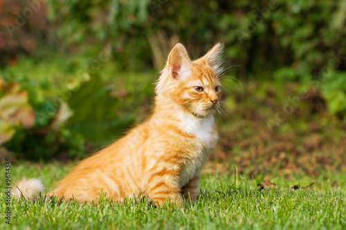 kitten sitting on a grass © Nikolai Tsvetkov
