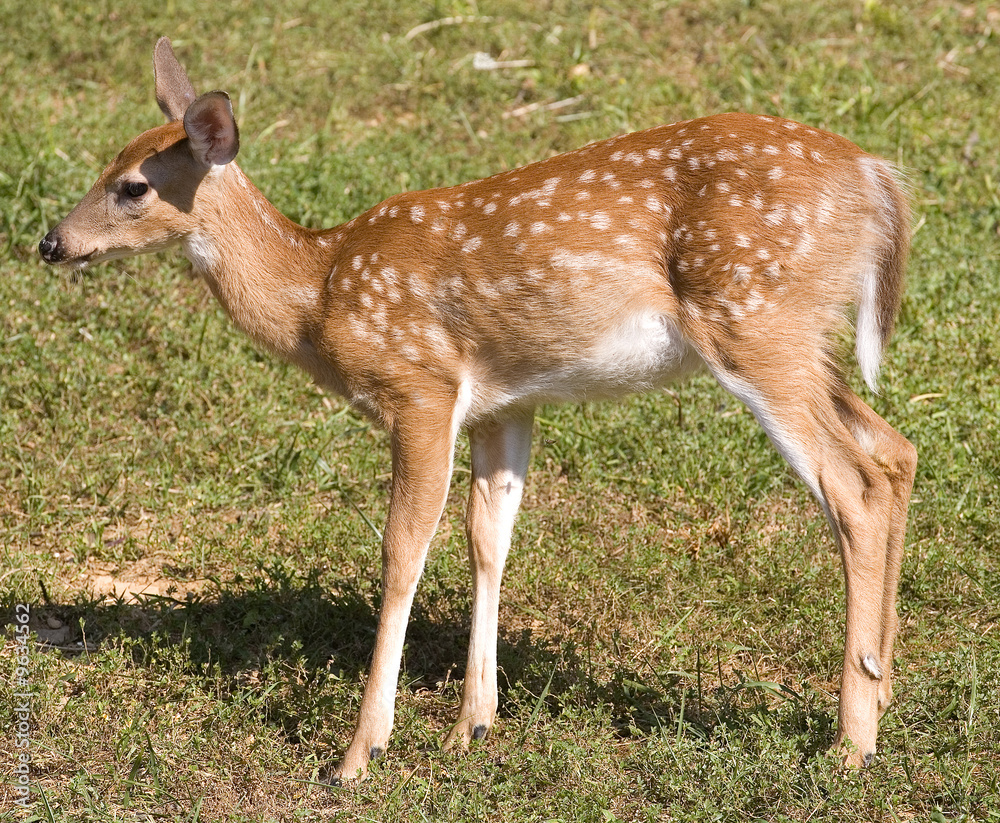 young whitetail deer fawn on a grassy field young whitetail deer fawn on a grassy field