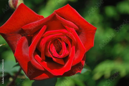 Rote Rose photo