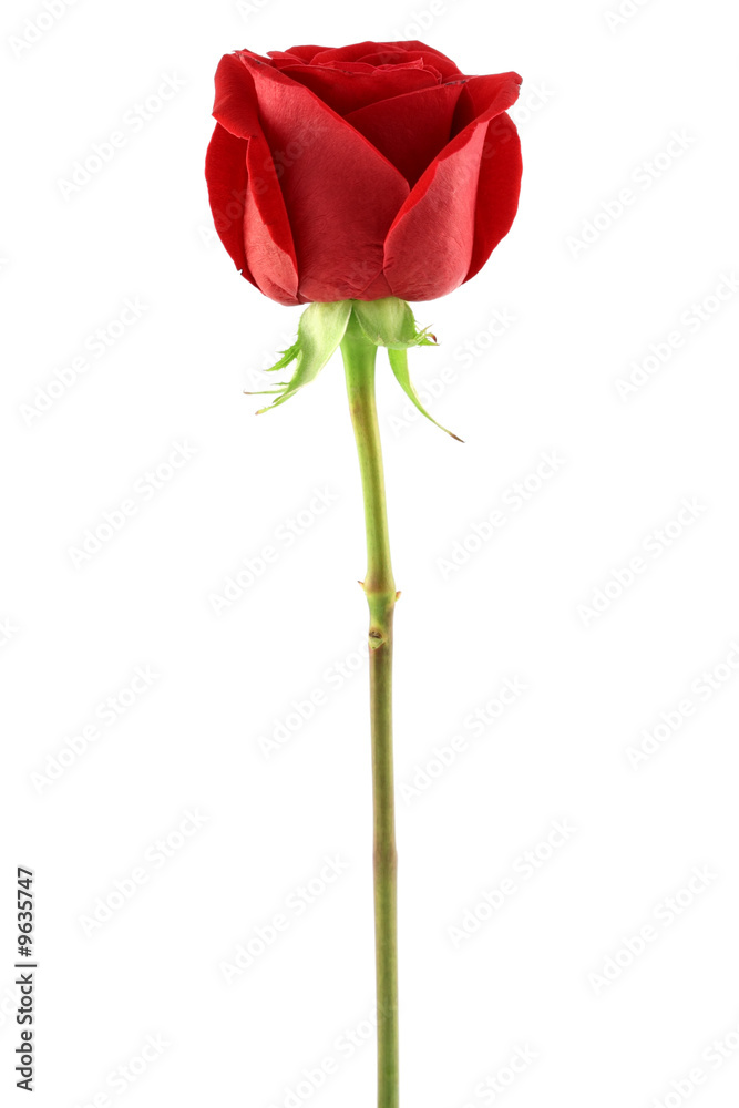 Rose rouge Rose rouge
