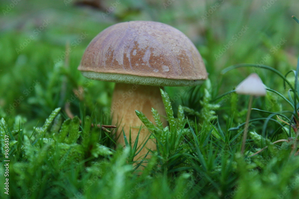 Steinpilz im Wald Steinpilz im Wald