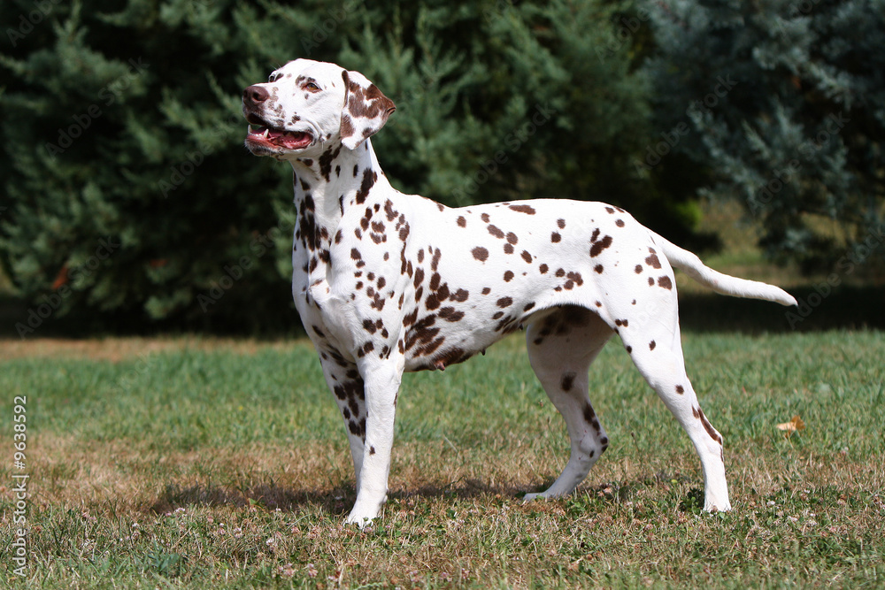 dalmatien au statique