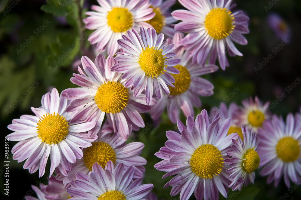 Fototapeta premium autumn chrysanthemum background