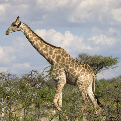 Giraffe  Etosha National Park  Namibia  Africa