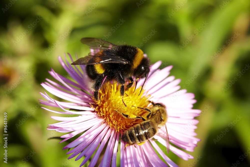 Humble-bee & Bee on flower Humble-bee & Bee on flower