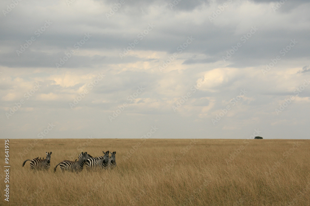 zebra herd in a kenyan grass covered landscape