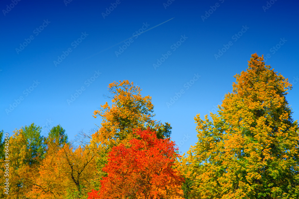 the autumn landscape with yellow tree and plane trace