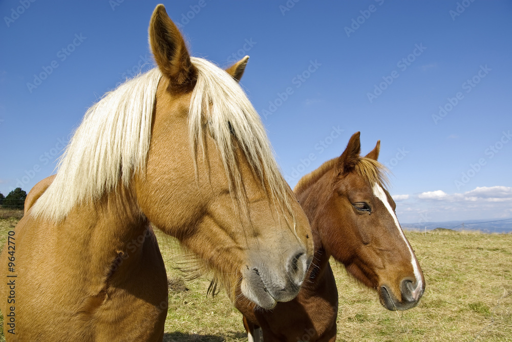 Obraz premium Cheval de trait