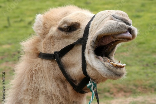 Camel with a very funny expression and open mouth