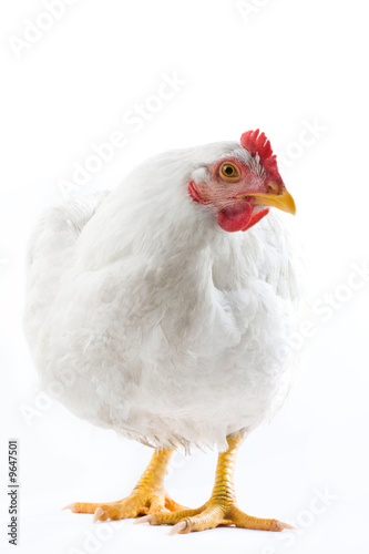 Image of white hen standing and looking aside