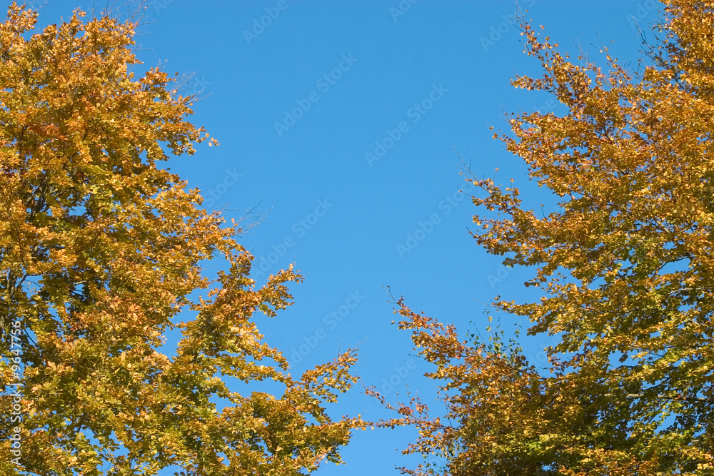 Fototapeta premium feuillage d'automne