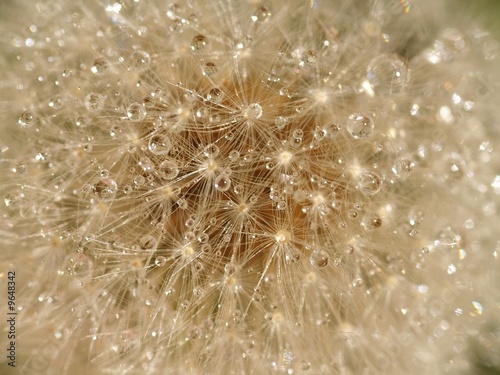 wet blowball