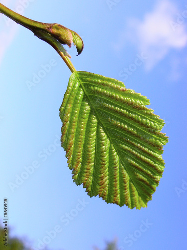 The open green leaflet over blue sky.